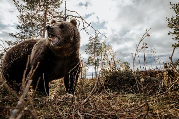 Loukkaantunut karhu lopetettiin Lieksassa. Kuvituskuva.