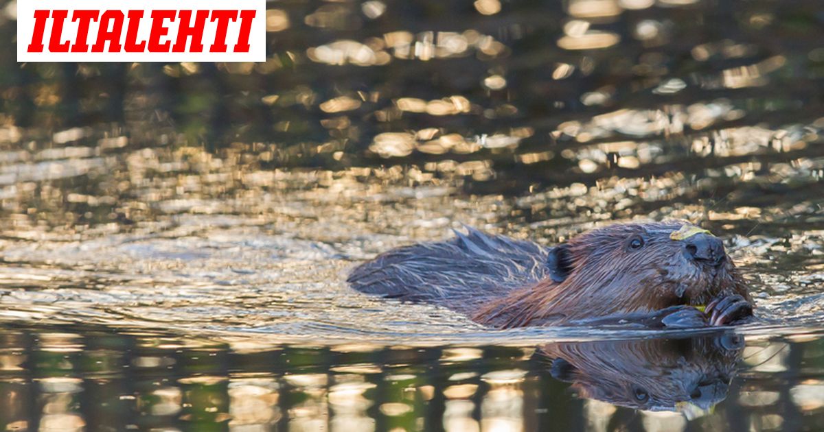 Tiesitko Tata Jaatelon Luontainen Vanilja Aromi Voi Olla