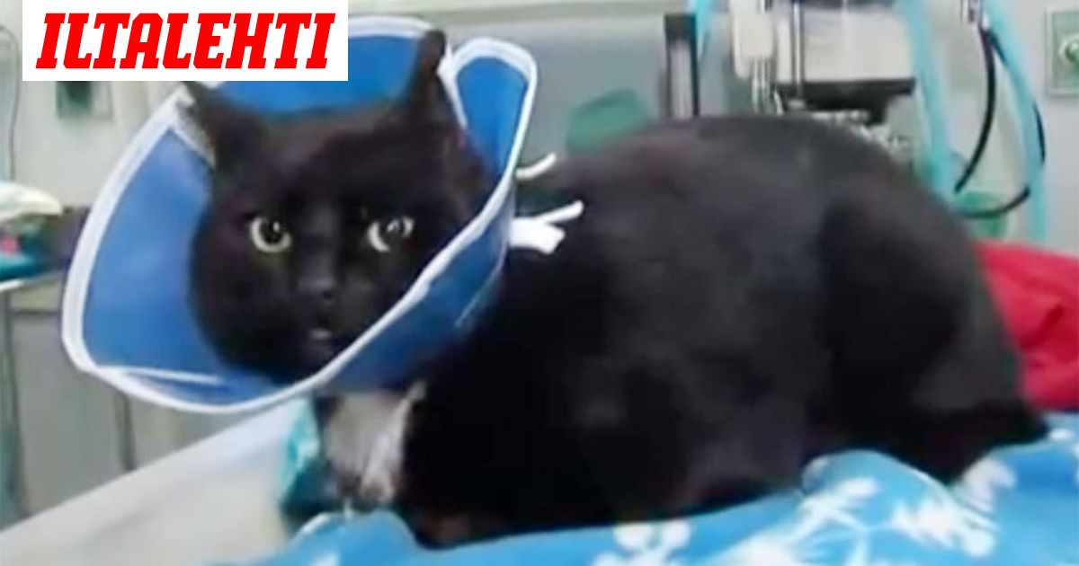 Yhden miehen pyyteetön teko pelasti tassuistaan kiinni jäätyneen kissan