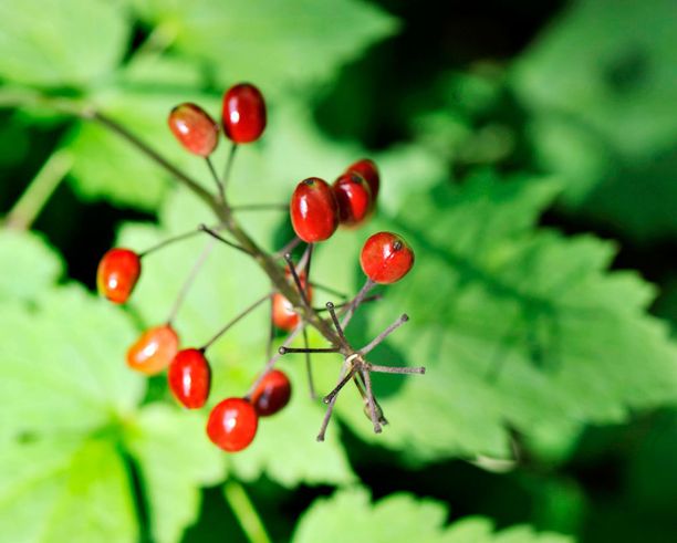 Tunnistatko myrkkymarjoja? Älä popsi näitä