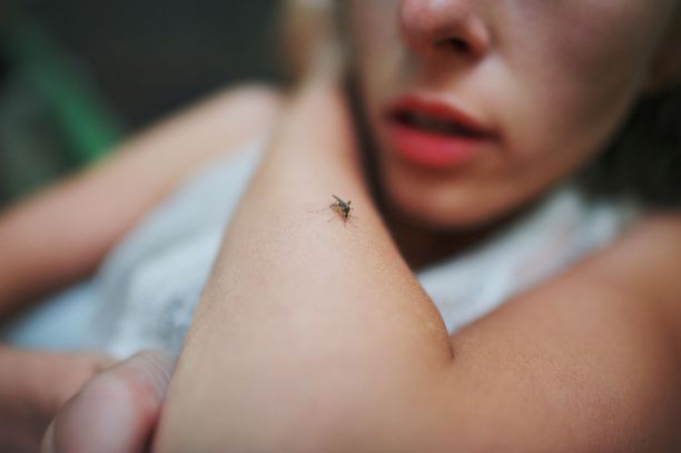 Teoriassa olisi mahdollista, että hyttyset levittäisivät kaikkia virustauteja.