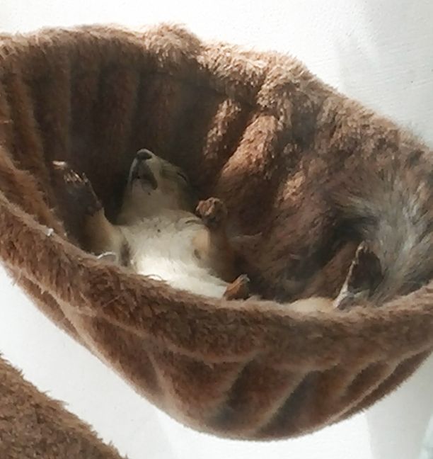 Kissapuun pussukassa koisiva orava käyttää nukkuma-asentonaan sarjakuvista tuttua tyyliä. Vain peitto puuttuu!