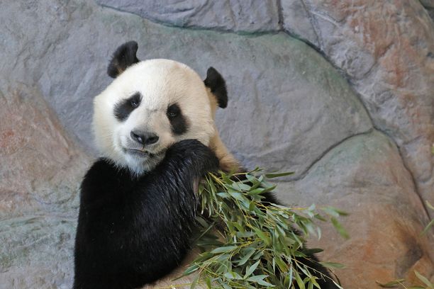 Pandat Lumi ja Pyry ovat Ähtärin tunnetuimmat eläinasukkaat.