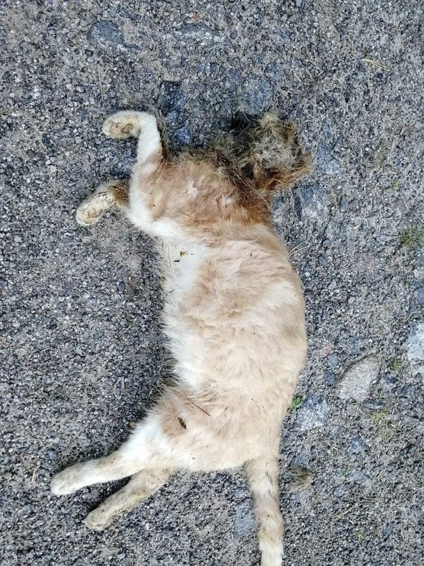 Kuva voi järkyttää: Vaasasta löytyi kissa, jonka pää oli räjäytetty