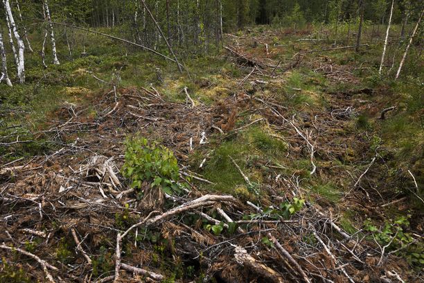 Kommentti: EU-ennallistamisasetus: Hallituksessa Kytee ”metsäsota”