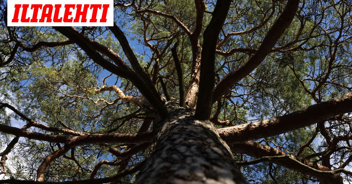 www.iltalehti.fi