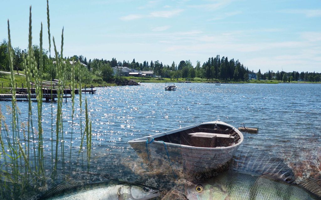Nämä kalalajit jokaisen tulisi tunnistaa – Saatko 8/8 oikein? Testaa