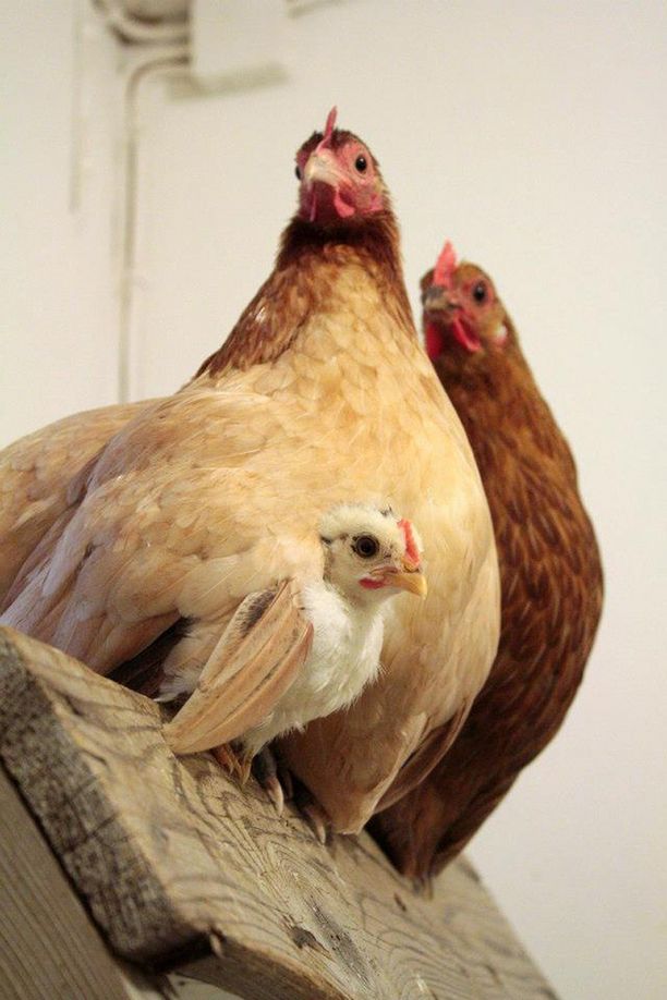 kuuma Ebony tyttö perseestä