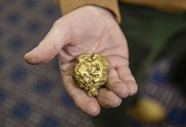 Kultakaivos on joutunut rikostutkinnan kohteeksi Orivedellä. Arkistokuva Suomen suurimmasta kultahipusta Evertistä, joka painaa 392,9 grammaa.