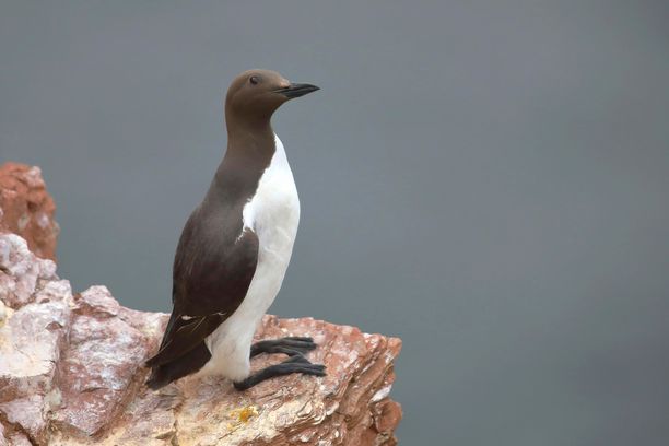 Etelänkiislalla on pingviiniä muistuttava väritys. Laji on Suomessa erittäin uhanalainen. Kuva yksilöstä Saksassa.