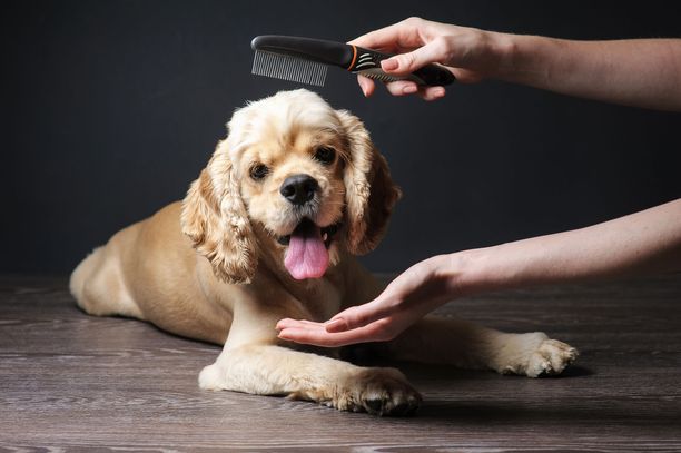 Koirien käsittelyyn liittyvät tilanteet, kuten harjaaminen ja kynsienleikkuu, voivat tuottaa vaikeuksia. Kuvituskuva.