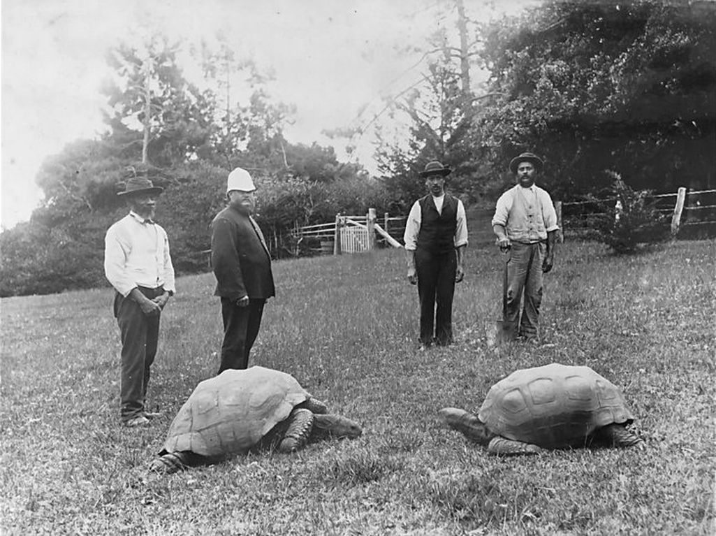 Maailman vanhin kilpikonna täytti 190 vuotta: Tältä se näytti valokuvissa 1886 ja 2021