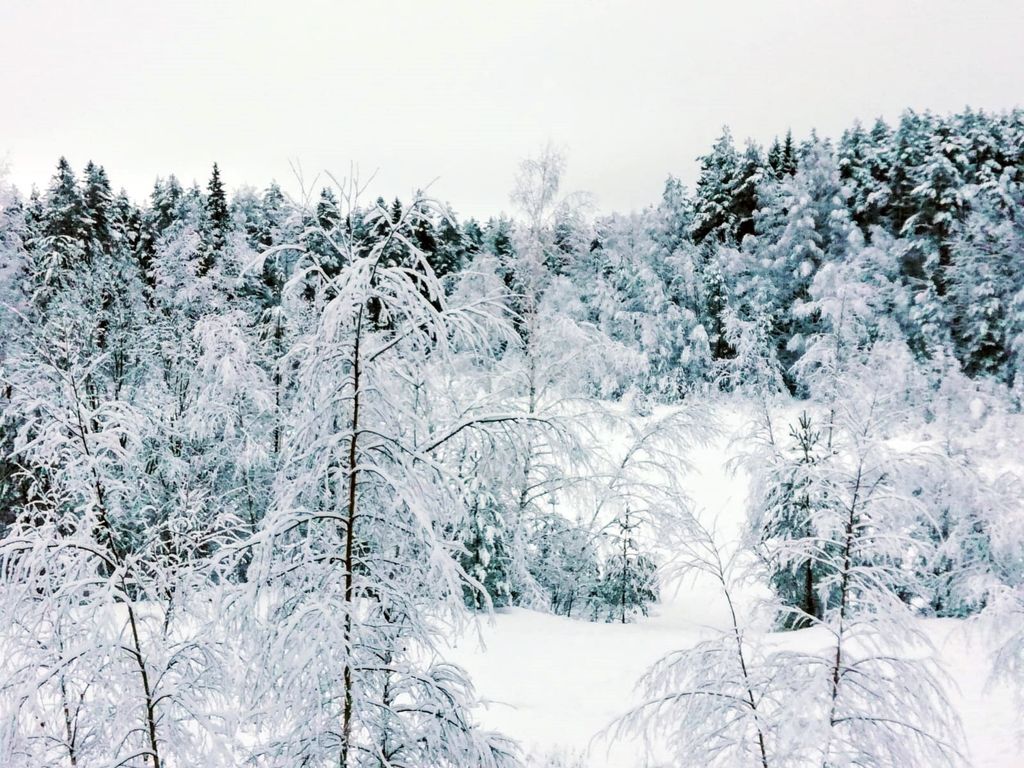 Maagista punaloistoa ja puut kuin sadusta - katso lukijoiden lumiset talvikuvat Suomesta