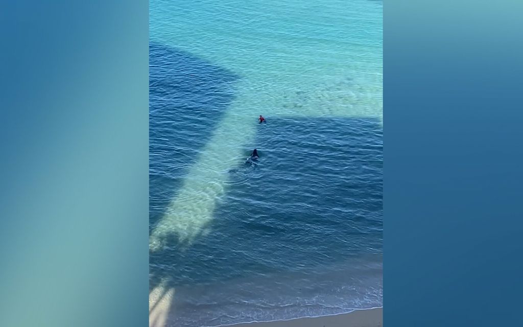 Emo suojeli poikastaan – hylje hyökkäsi turistin kimppuun Havaijilla