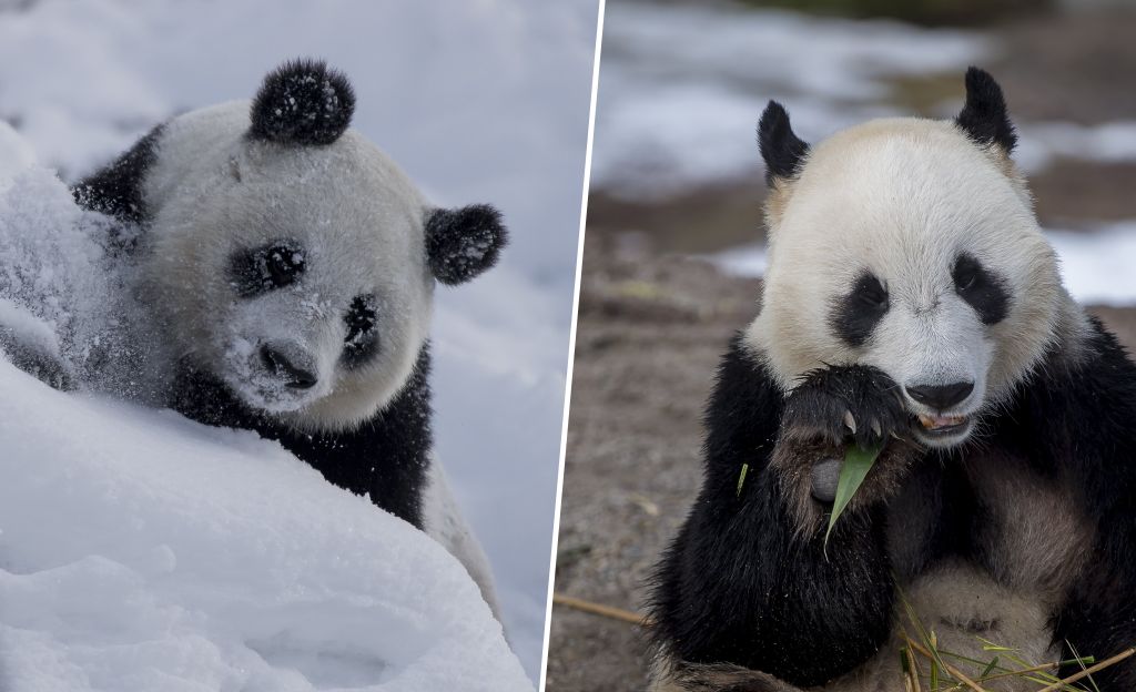 Ähtärin pandoja paritetaan pääsiäisenä – pandapornoa niille ei aiota näyttää