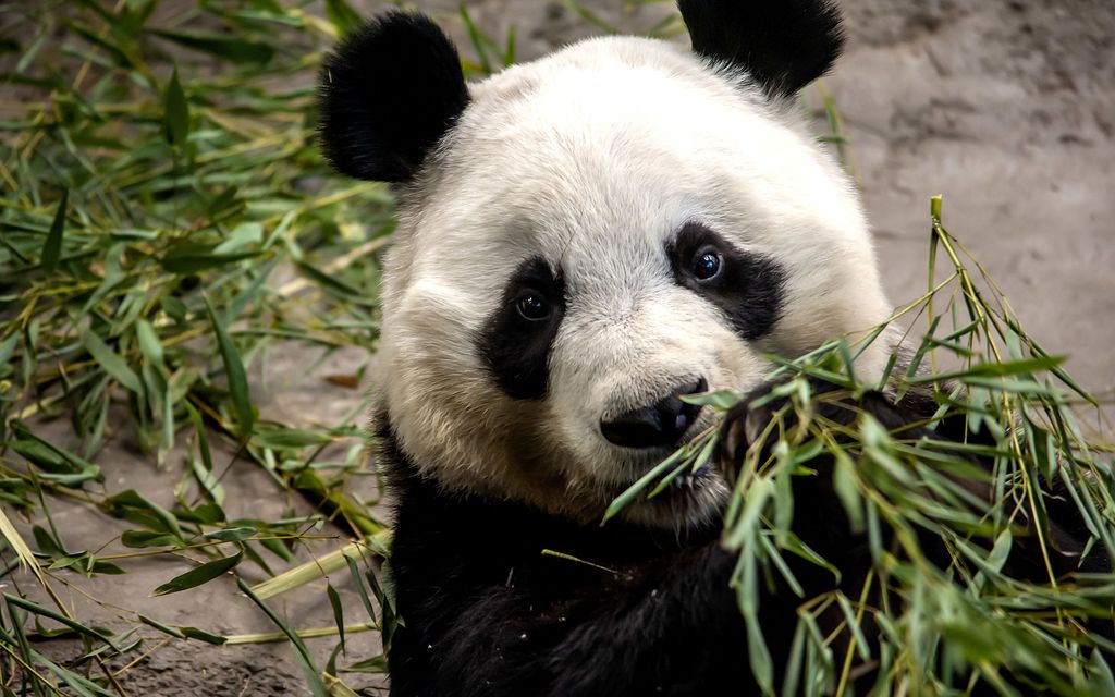 Pandat Lumi ja Pyry saavat jatkoaikaa Ähtärissä – Päätös kohtalosta siirtyi