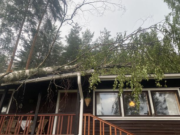 Selokan teras ambruk setelah pohon birch tumbang di atap.