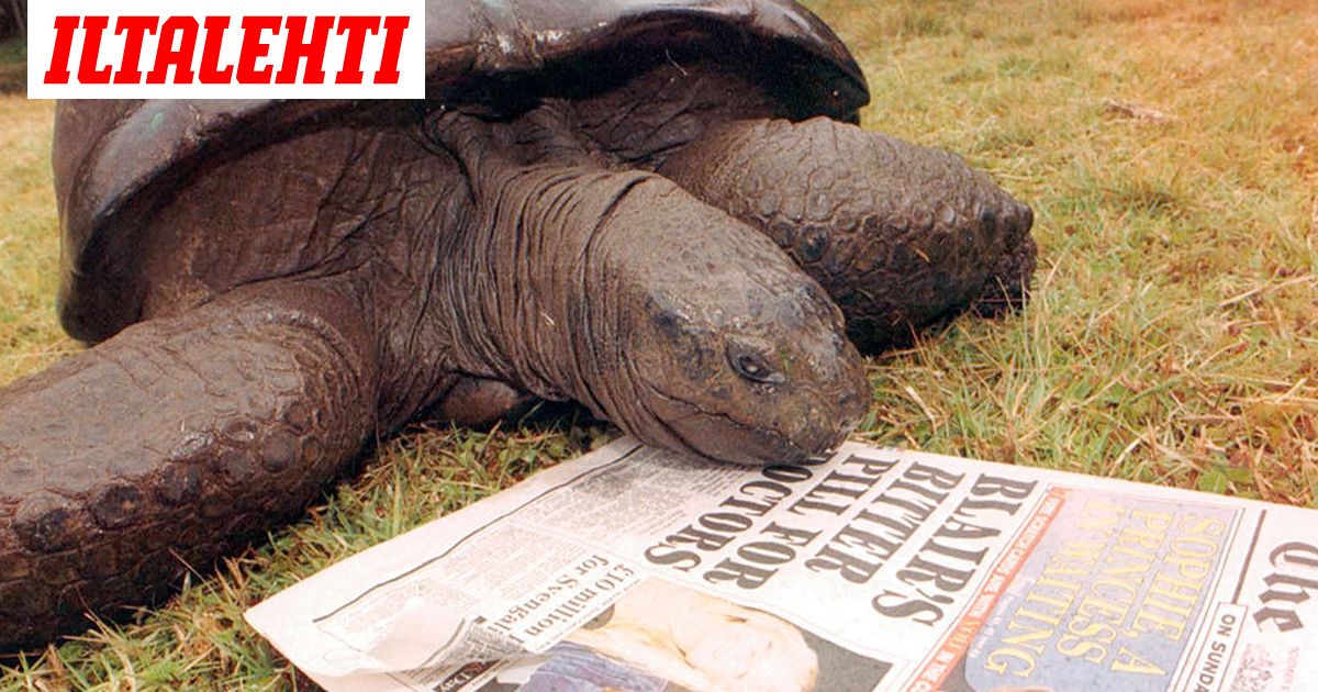 Maailman Vanhin Maalla Elava Elain On 186 Vuotias Homokilpikonna
