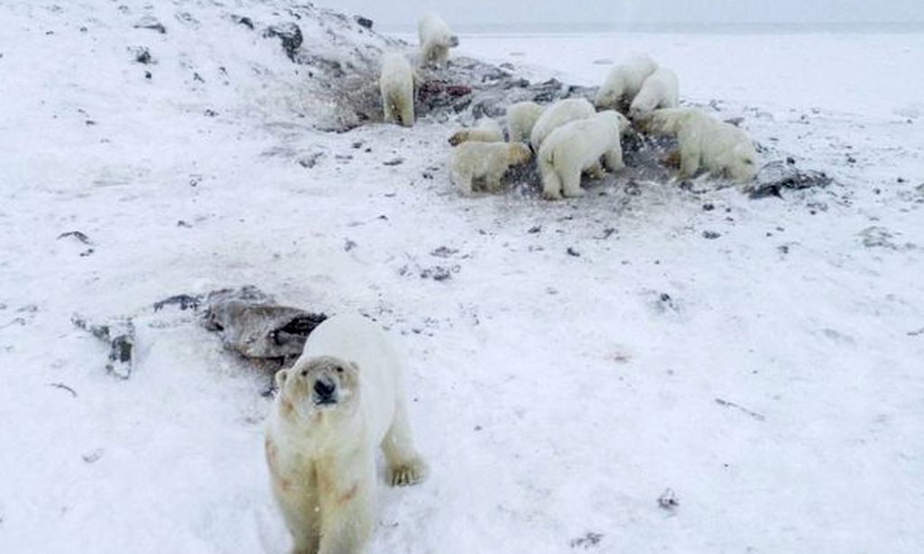 Jääkarhut valtasivat venäläiskylän - eläimiä on yli 50 