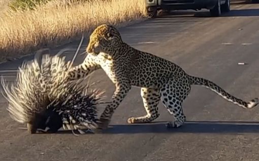 Uhitteleva leopardi sai piikikkään opetuksen haastaessaan riitaa Etelä-Afrikassa