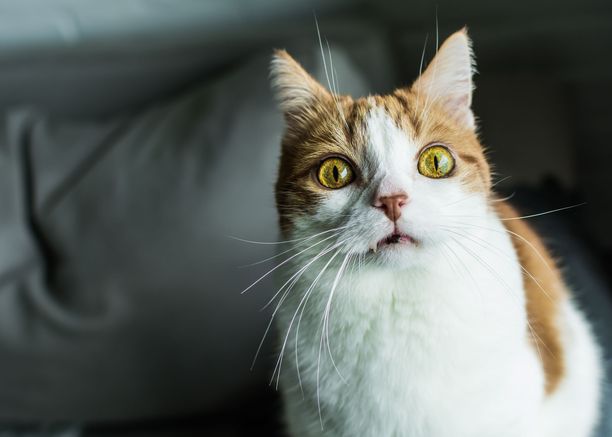 Kissojen ilmeet: Me ihmiset olemme huonoja tulkitsemaan kissoja