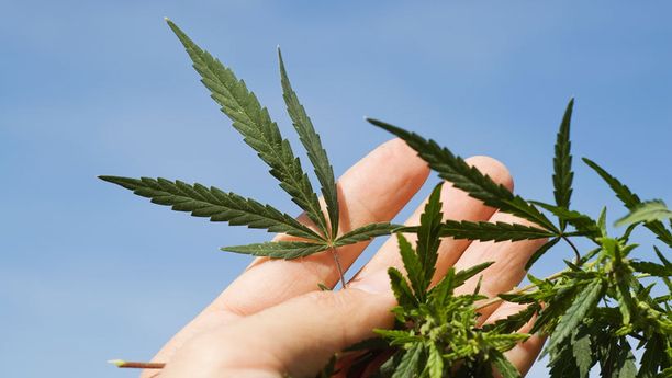 Yle: Kannabis sallitaan pian lääkkeenä Suomessa