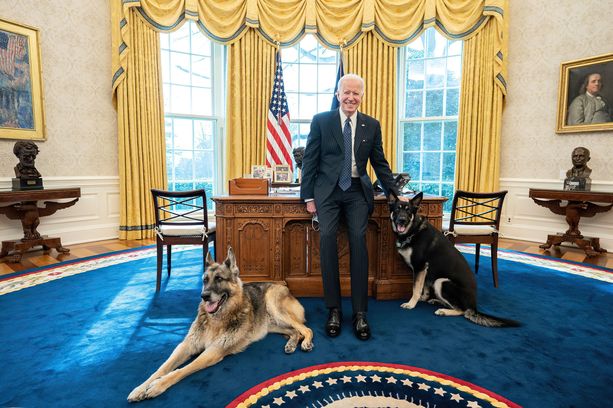 Näin iloisesti Joe, Champ ja Major Biden poseerasivat presidentin työhuoneessa tasan kuukausi sitten.