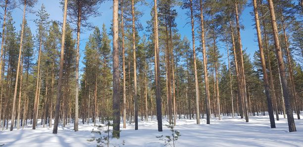 Luonnon monimuotoisuudesta ei suomalaisessa mäntyvaltaisessa talousmetsässä pääse puhumaan.