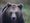 Karhua etsittiin keskiviikosta lähtien. Kuvan karhu ei liity tapaukseen.