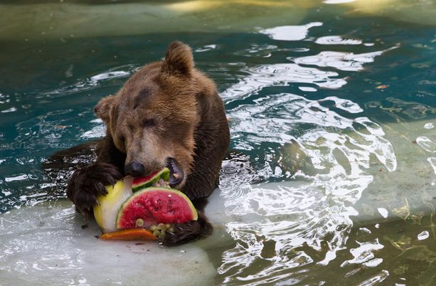 Ze Colmeia -karhulle maistuivat jäädytetyt hedelmät.
