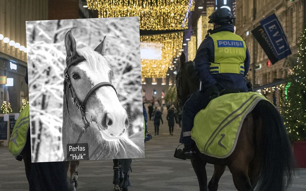 Helsingin ratsupoliisien hevonen kuoli