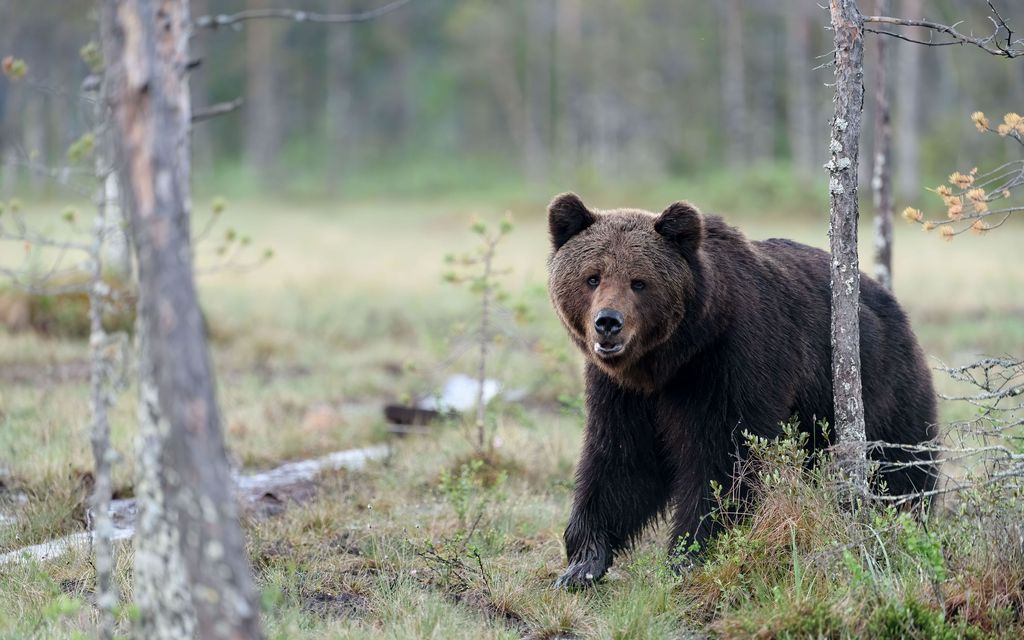 Karhu hyökkäsi Kuhmossa rajavartijan kimppuun 