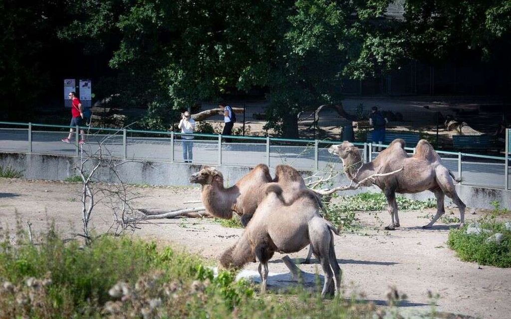 Riipaiseva tieto Korkeasaaresta: ”Suurin on poissa”