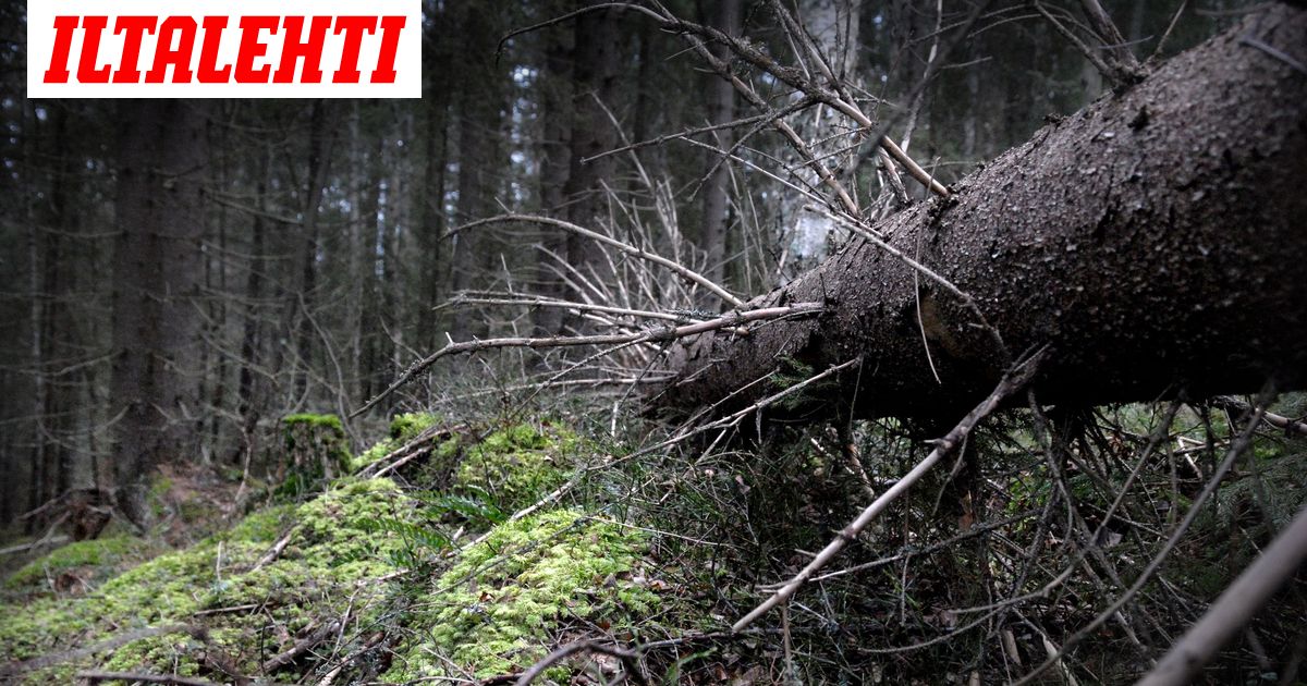 pariskunta-potki-miehen-kasvot-murskaksi-mets-ss-laukaassa