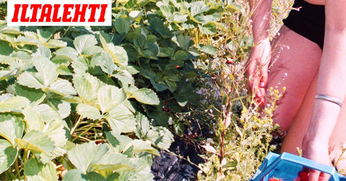 Mansikanpoiminta ei maistunut romanialaiskerjäläisille