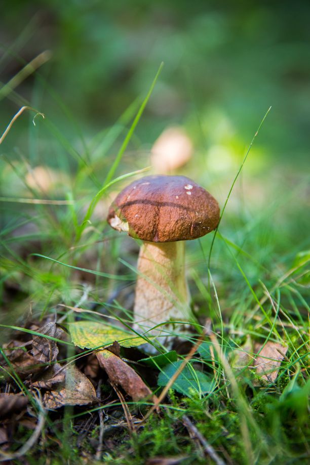 Helteet ja kesäsateet ennakoivat hyvää sienisyksyä