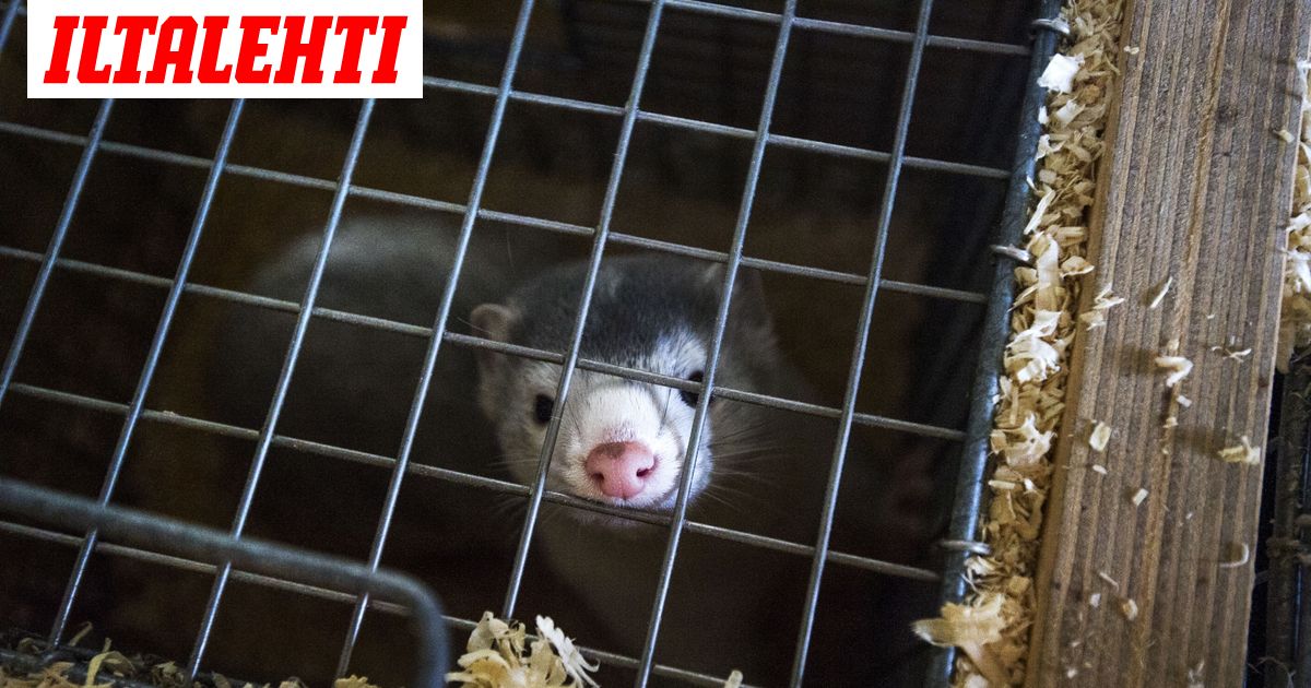 Tanskassa ei ollutkaan valtuuksia lopettaa minkkejä