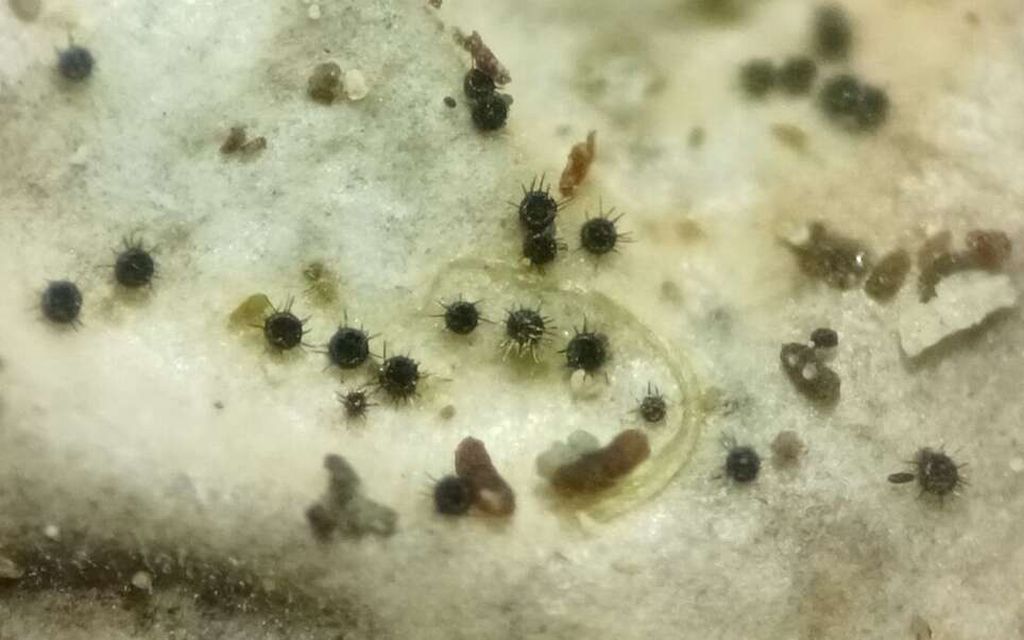 Suomen metsistä löytyi uusi laji