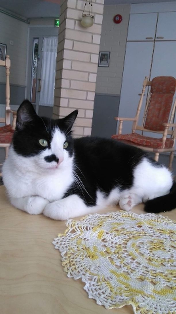 Misu-kissa on yli kymmenenvuotias vanhusten seuralainen. Nyt sille etsitään uutta kotia.