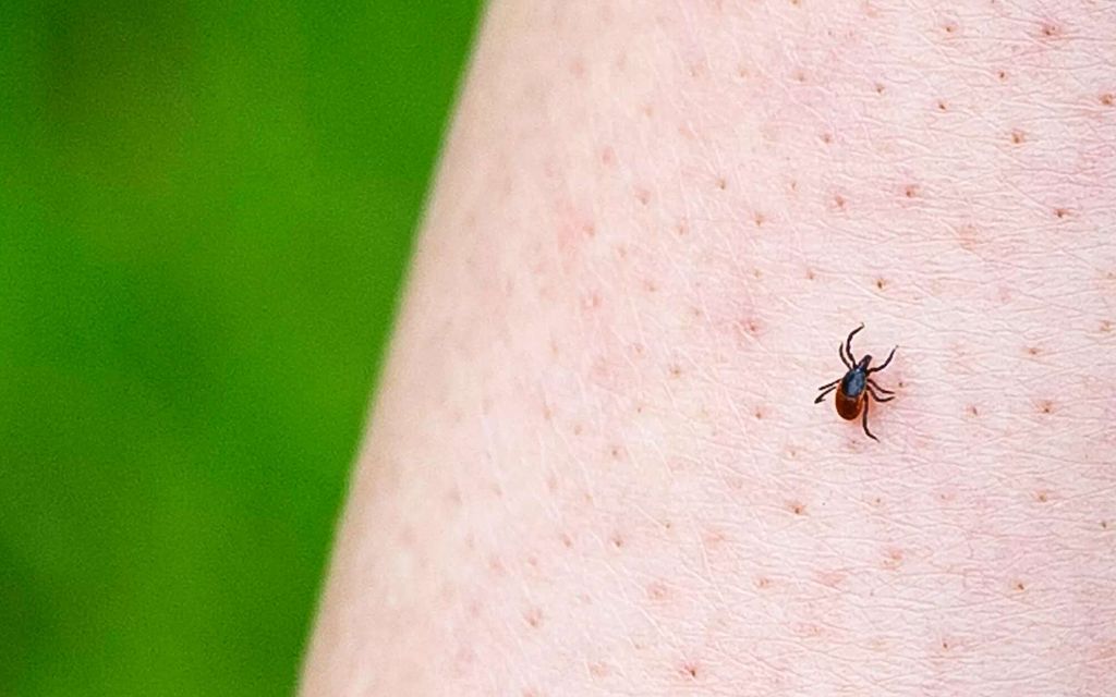 Näin poistat punkin oikein – Unohda vanha vinkki