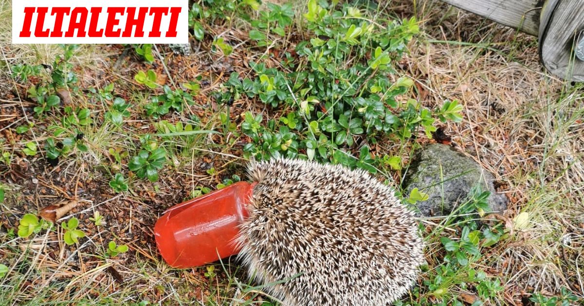 Petrin Takapihalla Odotti Huolestuttava Naky Muistakaa Kerata Kupit Ja Kipot Pois Luonnosta