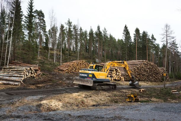 Metsien inventointi paljasti: Puuvarat kasvavat edelleen - hakkuut olleet  keskimäärin 80 prosenttia kestävästä hakkuumahdollisuudesta