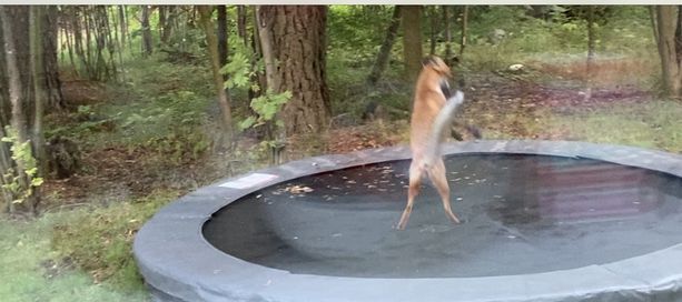 Video: Kettu hyppii trampoliinilla