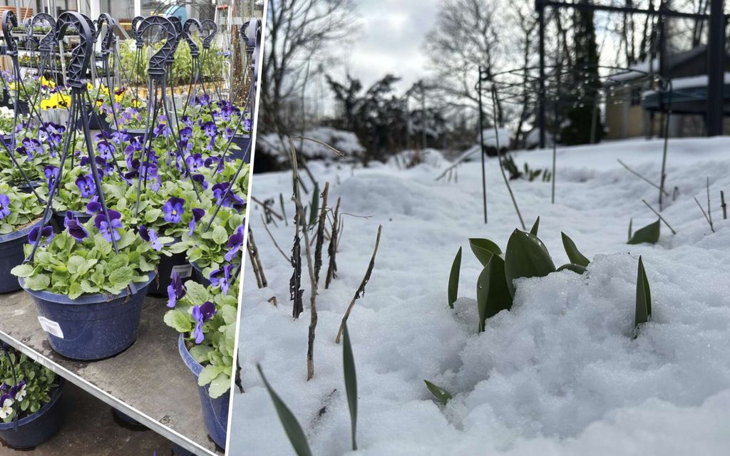 Suomalaisten suosikkikukat viedään nyt käsistä