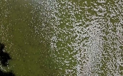 Miljoonat kuolleet kalat täyttivät joen Australiassa
