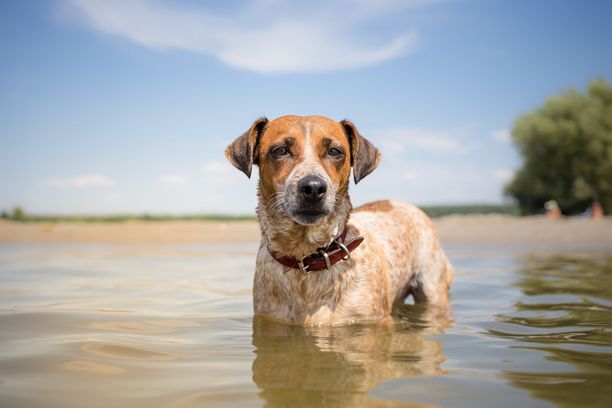 Sinilevä on haitallista myös koiralle. Koira voi saada levämyrkkyä elimistöönsä nuolemalla turkkiaan sen jälkeen, kun se on uinut leväisessä vedessä.