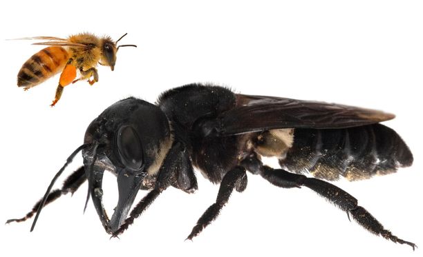 Maailman suurin mehiläinen löydettiin hengissä