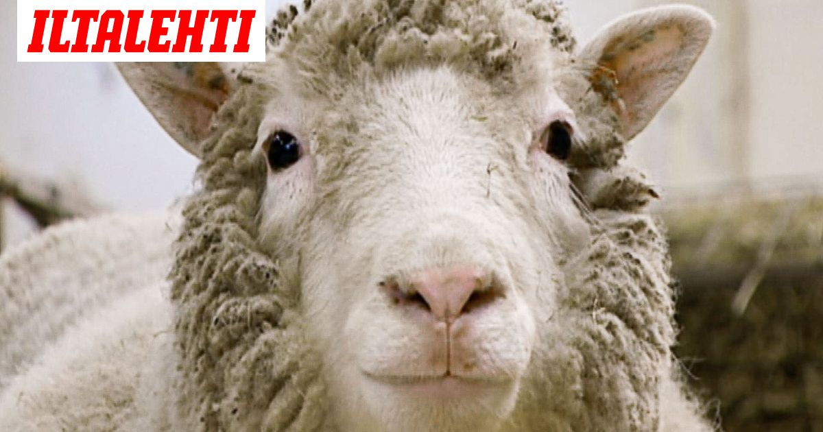 Tutustu 24+ imagen ylilauta lammas