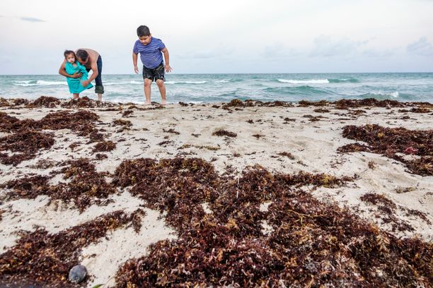 Sargassolevää oli vuonna 2018 Miami Beachin rannalla. Sittemmin levämassat ovat kasvaneet huomattavasti.