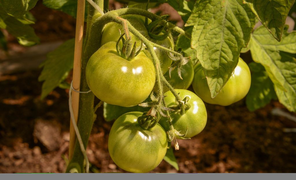 Tiesitkö? Vihreitä tomaatteja ei saa syödä - sisältävät myrkkyä